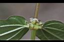 糯米糰-花1.jpg
