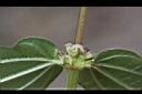 糯米糰-花2.jpg