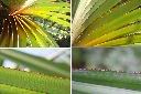 紅刺露兜樹-葉刺2.jpg