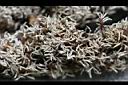 紅刺露兜樹-雄花08.jpg