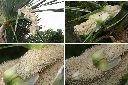 紅刺露兜樹-雄花1.jpg