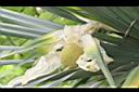 紅刺露兜樹-雌花04.JPG