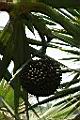 紅刺露兜樹-實3.jpg
