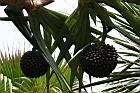 紅刺露兜樹-實4.jpg