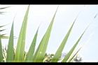 紅刺露兜樹-葉03.JPG