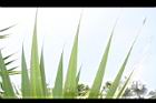 紅刺露兜樹-葉04.JPG