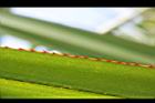 紅刺露兜樹-葉刺07.JPG