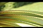 紅刺露兜樹-葉刺09.JPG