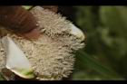 紅刺露兜樹-雄花06.JPG