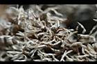 紅刺露兜樹-雄花09.jpg
