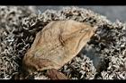 紅刺露兜樹-雄花10.jpg