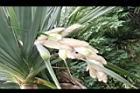 紅刺露兜樹-雄花序05.JPG