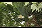 紅刺露兜樹-雌花01.JPG