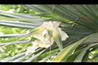 紅刺露兜樹-雌花02.JPG