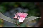 紅巴樂-花6.jpg