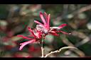 紅彩木-花3.jpg