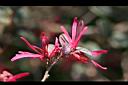 紅彩木-花4.jpg