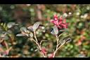 紅彩木00.jpg