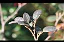 紅彩木09.jpg