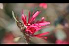 紅彩木-花0.jpg