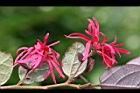 紅彩木-花7.jpg