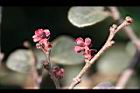 紅彩木-花苞.jpg