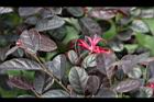 紅彩木21.jpg