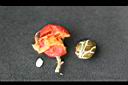 紅柴-種子03.jpg