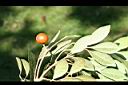 紅柴-紅實08.jpg