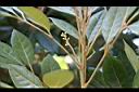 紅柴-花序.jpg