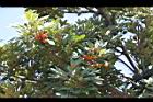 紅柴-紅實06.jpg