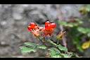 紅梅消-實01.jpg
