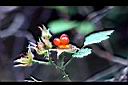 紅梅消-實02.jpg