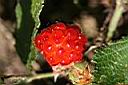 紅梅消-紅實39.jpg
