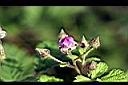 紅梅消-花苞00.jpg