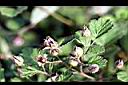 紅梅消-花萼01.jpg