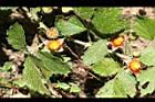 紅梅消-宿萼00.jpg
