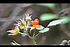 紅梅消-實05.jpg
