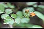 紅梅消-實06.jpg