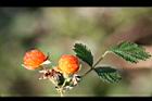 紅梅消-實07.jpg