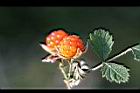 紅梅消-實08.jpg