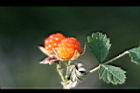 紅梅消-實09.jpg