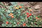 紅梅消-紅實00.JPG