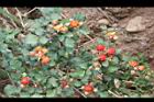 紅梅消-紅實01.JPG