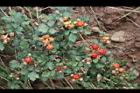 紅梅消-紅實02.JPG