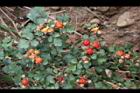 紅梅消-紅實03.JPG