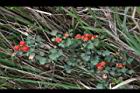 紅梅消-紅實05.JPG