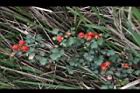 紅梅消-紅實06.JPG