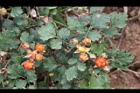 紅梅消-紅實07.JPG