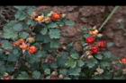 紅梅消-紅實08.JPG